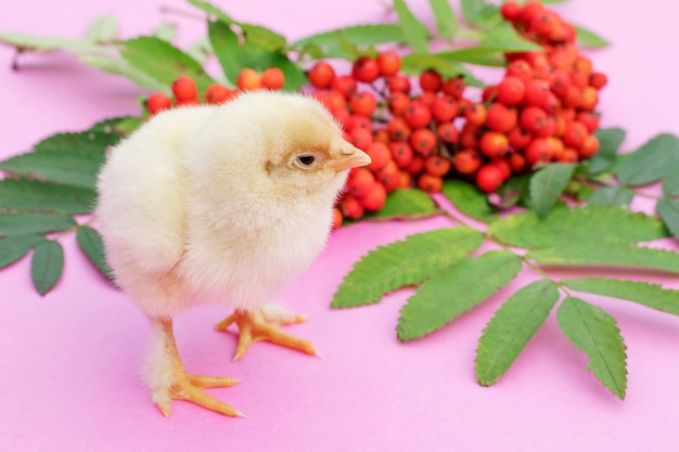 One chick on a pink background.