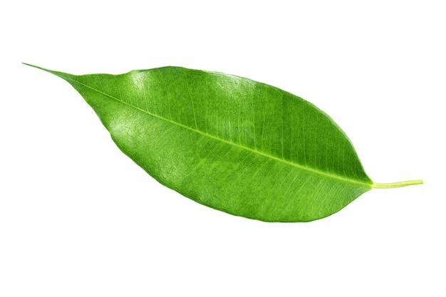 One citrus tree leaf isolated on white background. Full depth of field (all details in focus). Clipping path included.