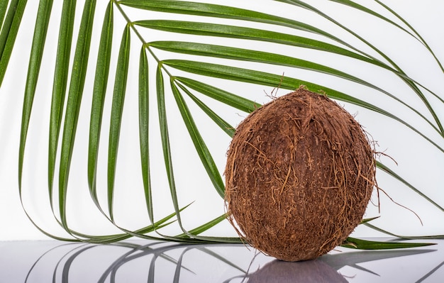 One coconut on a white wall with a palm leaf.