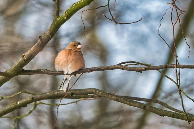 One cold chaffinch on a tree at a sunny and frosty winter day