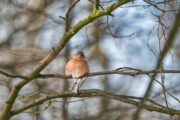 One cold chaffinch on a tree at a sunny and frosty winter day