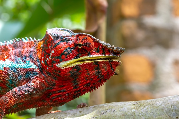 One Colorful chameleon on a branch in a national park on the island of Madagascar