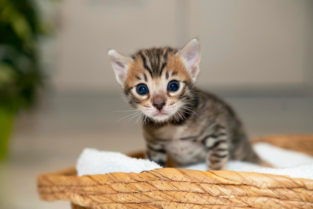 One cute kitten sits in a basket postcard bengal cat leopard and brindle