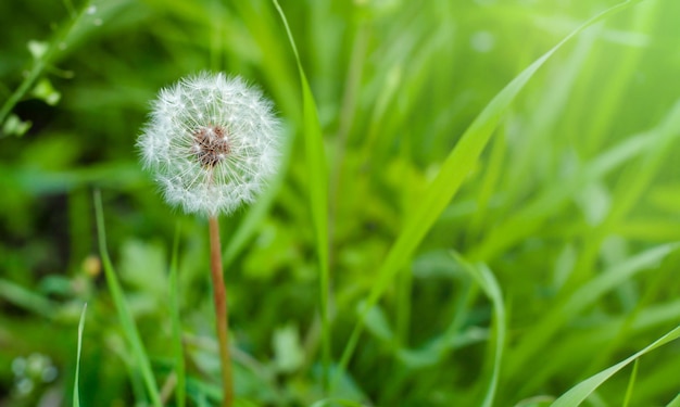 one dandelion on a green grass background