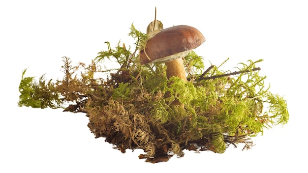 One dark brown autumn Polish mushroom with moss isolated on white background Tubular mushroom Imleria badia