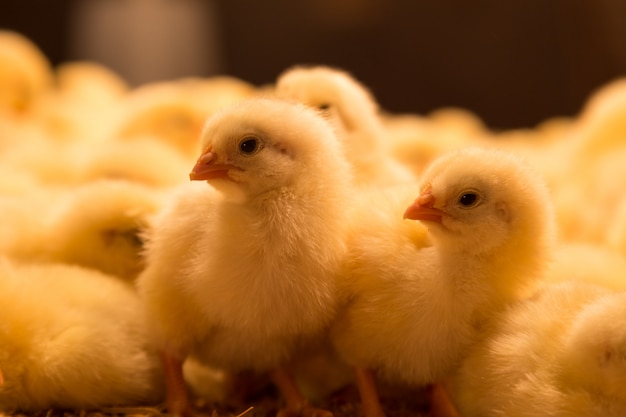 One day old chickens