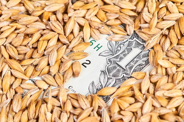 One dollar bill in unpeeled barley grains