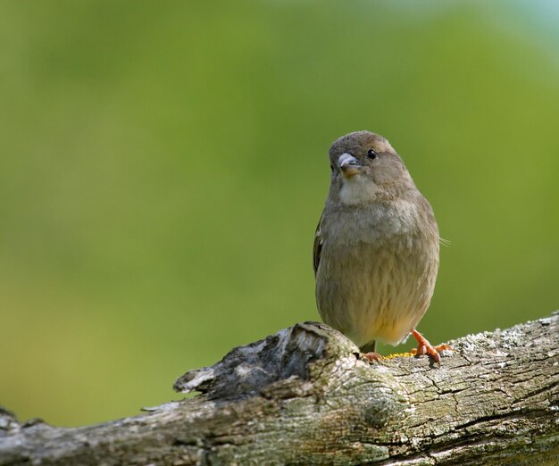 Photo one female sparrow standing on a branch