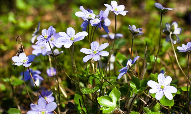 One of the first blue flowers, appearing after winter