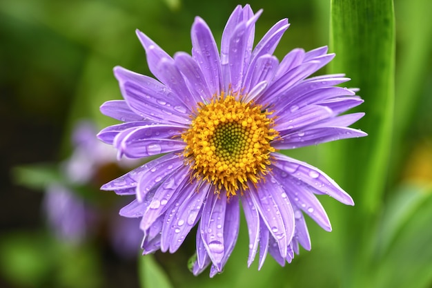 One flower lilac Daisy in the garden on green 