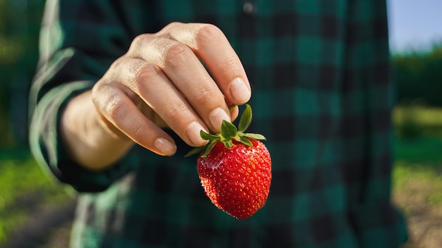 One Fresh strawberry in woman hand