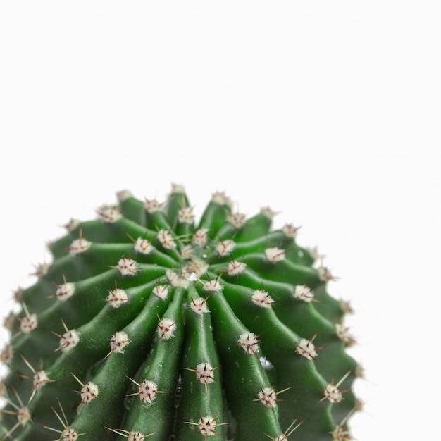 One fresh succulent cactus closeup isolated on white 