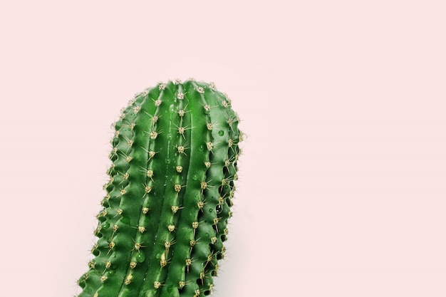 One fresh succulent cactus closeup with drops. 