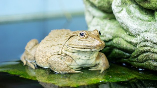 One frog in a pond.