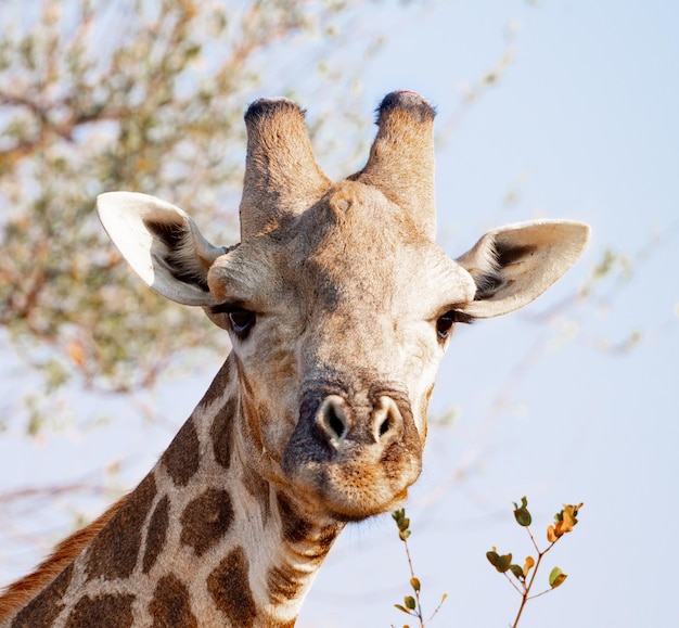 One Giraffe at the Kruger National Park South Africa