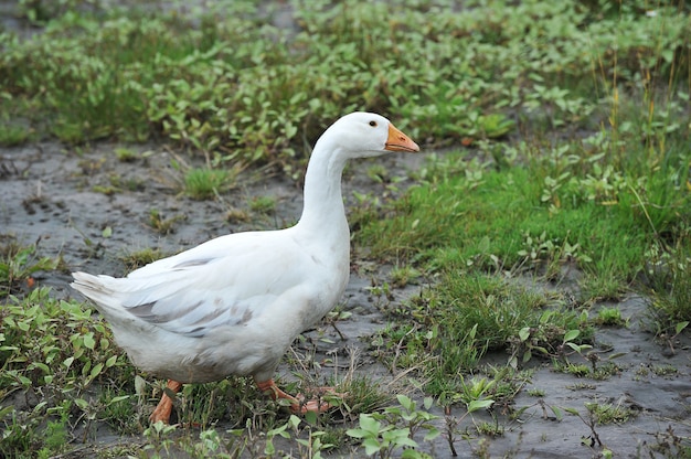 One goose goes to green meadow