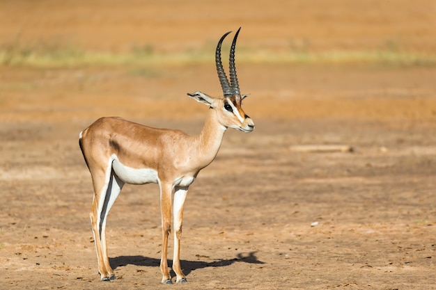 Photo one grant gazelle stands in the middle of the grassy landscape of kenya