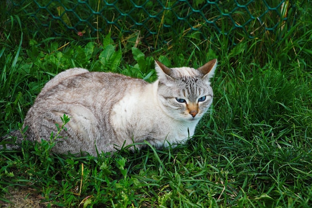 One gray cat lies and looks in the green grass in nature