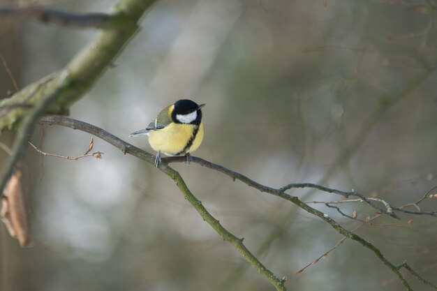 One greathungry great tit in the winter tit on a tree at a cold and sunny winter day