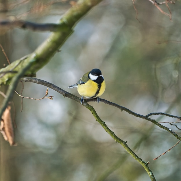 One greathungry great tit in the winter tit on a tree at a cold and sunny winter day