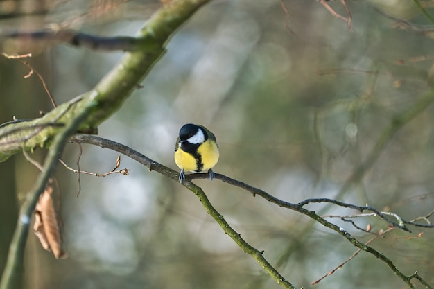 One greathungry great tit in the winter tit on a tree at a cold and sunny winter day