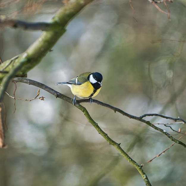 One greathungry great tit in the winter tit on a tree at a cold and sunny winter day