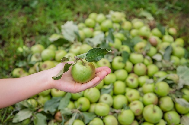 One green apple in a childs hand Green apple dropped on the ground Harvesting organic apples