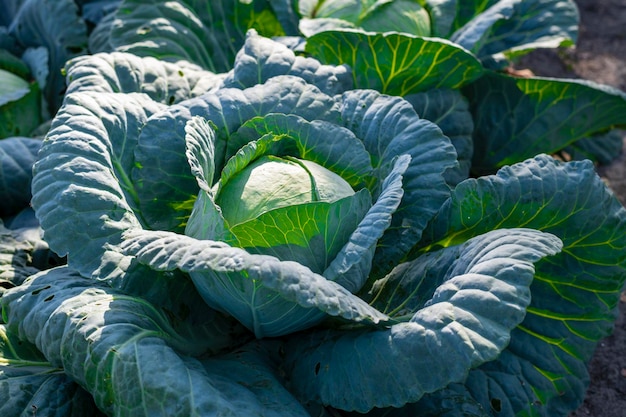 One green cabbage head in a garden bed on a sunny summer day closeup space to copy text