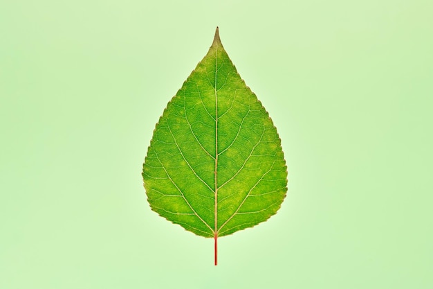 One green poplar tree leaf on light green background detailed macro close up photo