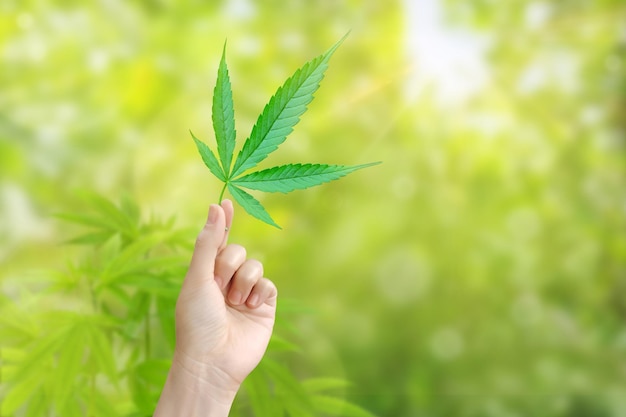 One hand holds a cannabis leaf on a blurred green background Marijuana leaves Medical marijuana