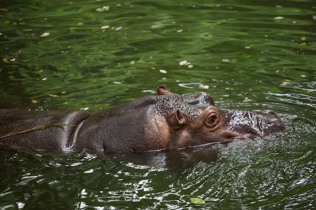 One hippopotamus floats in water