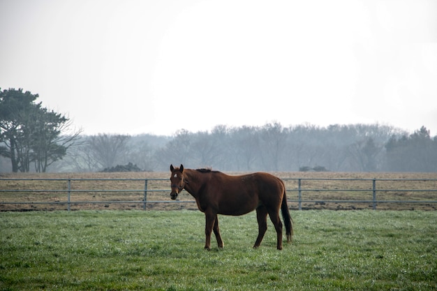 One horse grazing in field