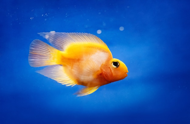 One incredibly beatiful yellow fish in water tank closeup