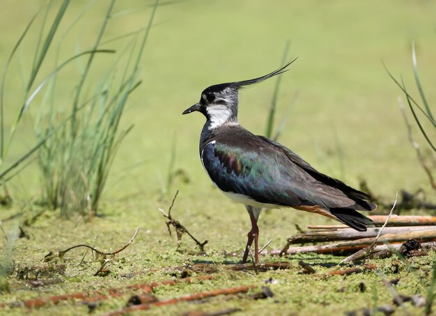 Photo one lapwings stands on the green water grass in natural habitat