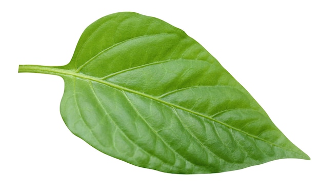 One leaf of pepper isolated on a white background with clipping path. foliage, herbarium. young fresh green leaves.