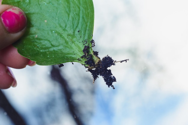 One leaf of a violet where closeup of roots reproduction is visible