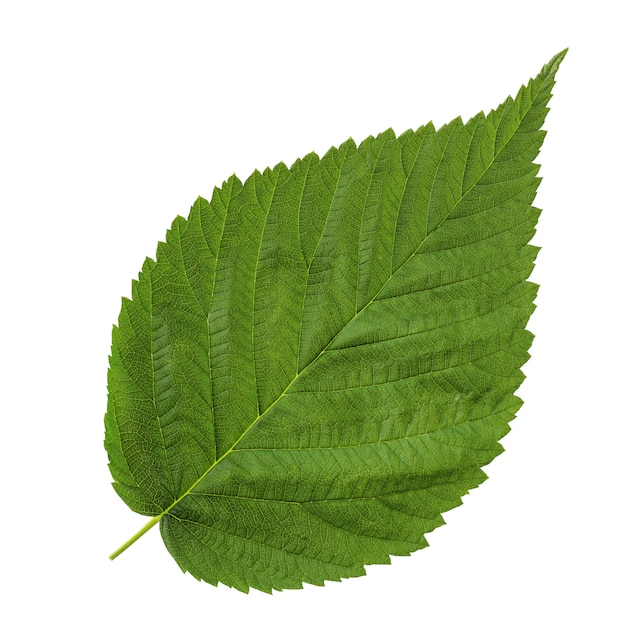 One of the leaves of raspberry or BlackBerry isolated