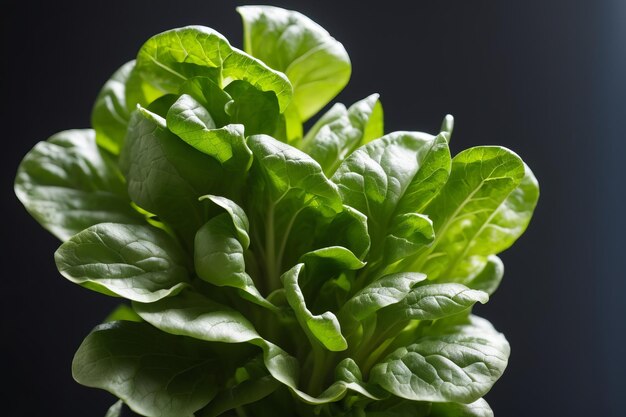 one lettuce isolated on transparent background