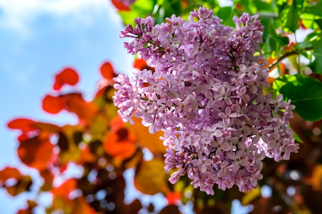 One lilac flower close-up on the background of the sky and red leaves of the bush.