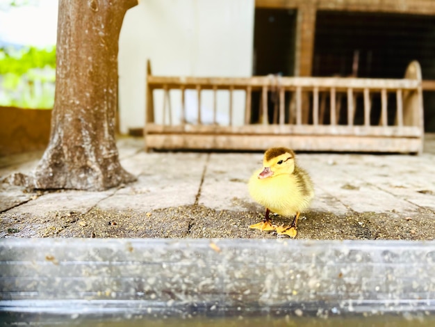 One little duckling close up Pets Selective focus