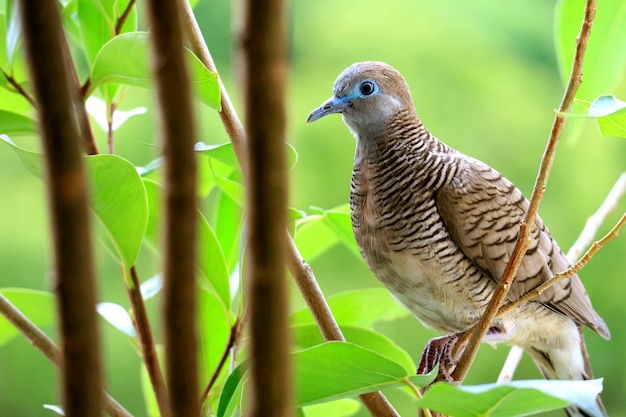 One little wild Zebra Dove perching on tree branch with blurry vibrant green foliage