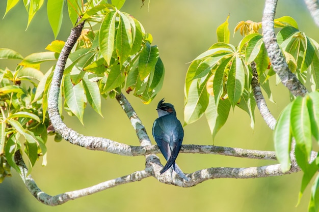 one lovely female Grayrumped Treeswift perching and resting