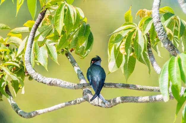 one lovely female Grayrumped Treeswift perching and resting