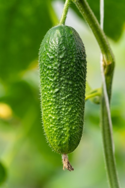 One mature organic cucumber hangs on branch in greenhouse on agricultural farm before harvest. Concept: vegetarianism, growing organic vegetables, eco rural economy.