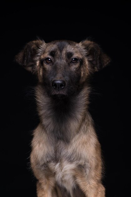 One mongrel dog on a black background studio shot