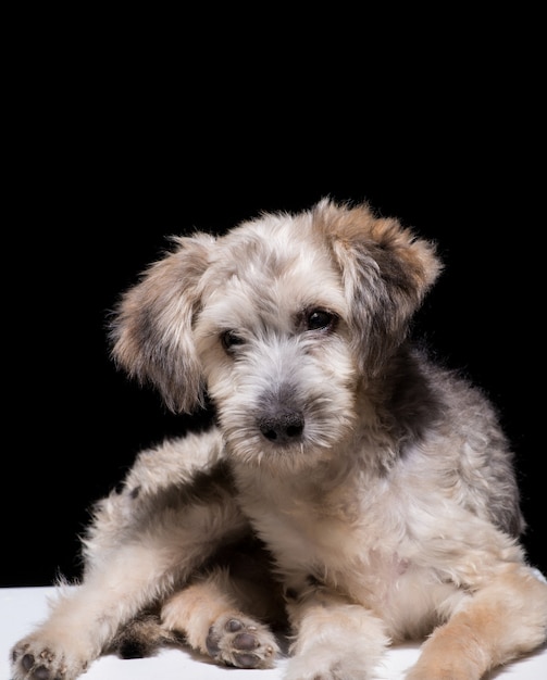 One mongrel dog puppy on a black background. studio shot