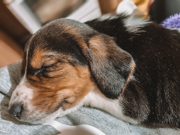 A one-month-old beagle puppy lies on the owner's lap and sleeps sweetly against the background of a blurry home atmosphere and bokeh of hearts.