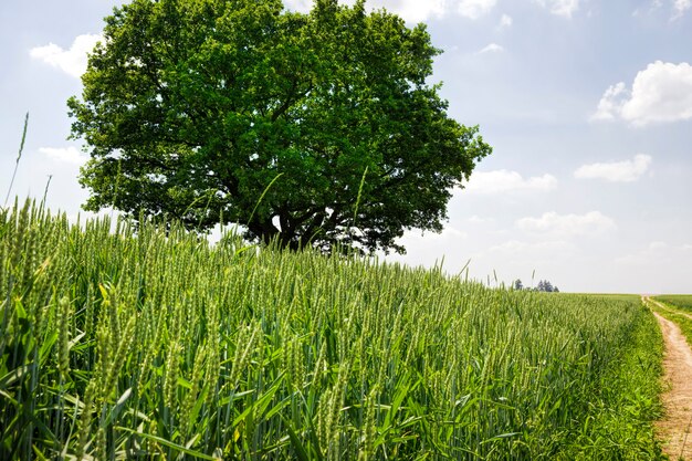 One oak tree growing in a field with agricultural plants, a field for growing food and road