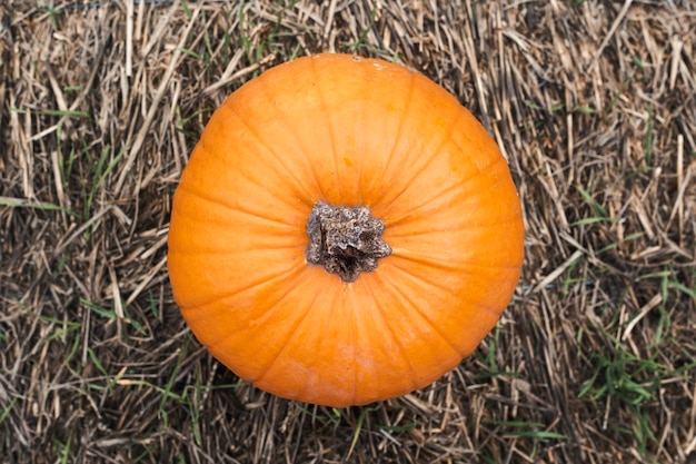 One orange pumpkin on a straw Top view flat lay