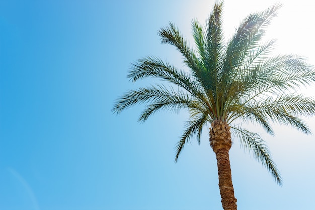 One palm tree on blue sky background on sunny day without clouds